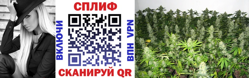 продажа наркотиков Малаховка Канабис SATIVA & INDICA